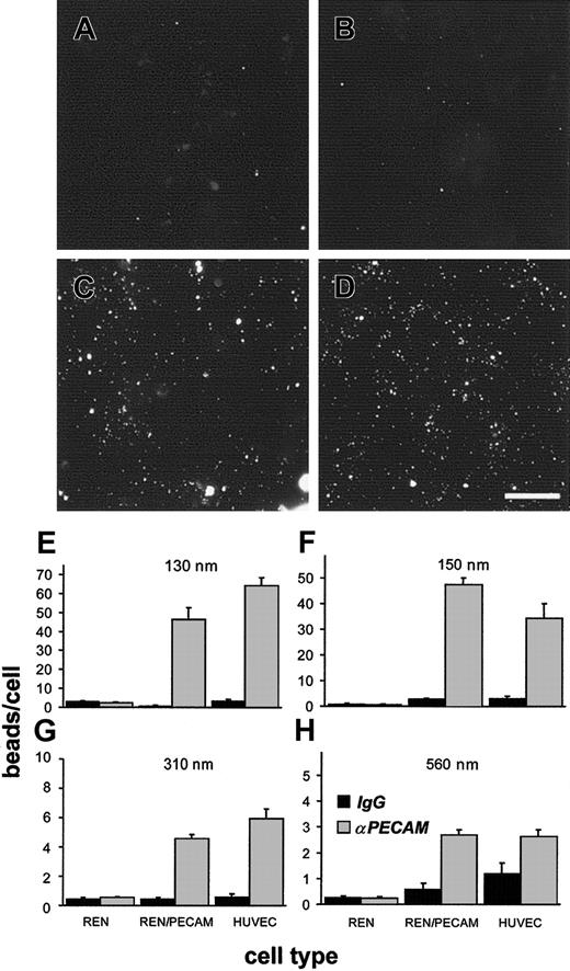 Fig. 4. Anti-PECAM/beads bind to PECAM-expressing cells. / (A-D) The 150-nm fluorescent beads coated with control IgG (A,B) or anti-PECAM (C,D) were incubated with REN/PECAM cells (A,C), or HUVECs (B,D) for 1 hour at 37°C, then washed, fixed, and imaged by fluorescence microscopy. Note the specific association of anti-PECAM/beads to PECAM-expressing cells (C,D). Bar, 10 μm. (E-H) Anti-PECAM/beads (light bars) or IgG/beads (dark bars) with effective diameters of 130 nm (E), 150 nm (F), 310 nm (G), or 560 nm (H) were incubated with REN cells, REN/PECAM cells, or HUVECs for 1 hour at 37°C. The cells were then washed, fixed, and analyzed by fluorescence microscopy. PECAM-expressing cell lines showed significantly more binding of anti-PECAM/beads than of IgG/beads (P < .001). There was little, if any, bead binding to nontransfected REN cells.