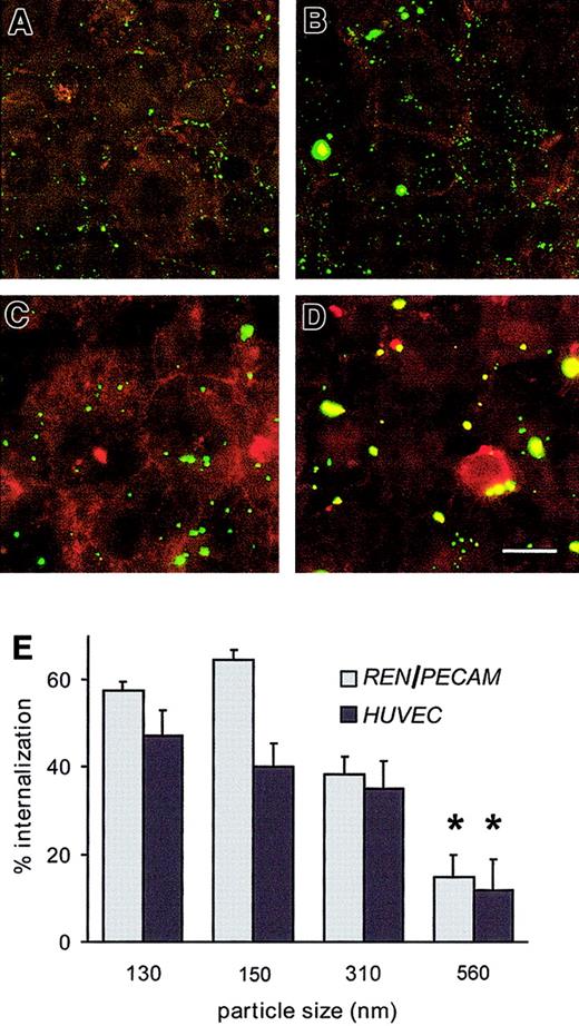 Fig. 5. Size threshold for internalization of anti-PECAM/beads by REN/PECAM cells and HUVECs. / (A-D) Anti-PECAM/beads with effective diameters of 130 nm (A), 150 nm (B), 310 nm (C), or 560 nm (D) were incubated with REN/PECAM cells for 1 hour at 37°C, washed, fixed, and counterstained with Texas Red–conjugated goat antimouse IgG without permeabilization. Thus, surface-bound beads appear yellow, while internalized beads appear green. Bar, 10 μm. (E) The internalized and surface-bound conjugate fractions of sized anti-PECAM/beads were determined in triplicate by image analysis. The percentage of internalized 560-nm beads was significantly lower than for smaller bead preparations (*P < .05).