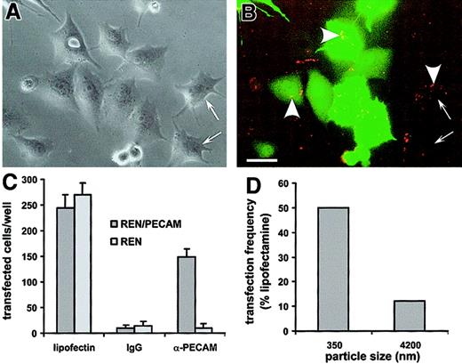 Fig. 7. Transfection of REN/PECAM cells by rhodamine-labeled cDNA encoding GFP coupled with either anti-PECAM/SA-polylysine or IgG/SA-polylysine conjugates. / (A) Phase-contrast image of REN/PECAM cells incubated with anti-PECAM/SA-polylysine/DNA polyplexes. The polyplexes' diameter was 350 nm. (B) Fluorescent image of the same field. The conjugate (arrowheads) bound to the PECAM-expressing cells and is visible as yellow and orange particles in the GFP-expressing (green) cells and red particles in cells lacking GFP expression. In spite of almost complete binding of anti-PECAM/SA-polylysine/DNA polyplexes, not all DNA-labeled cells expressed GFP (arrows). The polyplexes' diameter was 350 nm. (C) Transfection effectiveness of REN/PECAMs (dark bars) and control REN (light bars) cells by DNA/lipofectin (left), IgG/SA-polylysine/DNA (middle), and anti-PECAM/SA-polylysine/DNA complexes (right). The polyplexes' diameter was 350 nm. (D) Comparison of the transfection effectiveness of small (left) and large (right) anti-PECAM/SA-polylysine/DNA polyplexes in REN/PECAM cells.