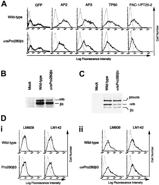 Fig. 3. Effects of His280Pro β3 missense mutation on the expression of αIIbβ3 and αvβ3 in 293 cells. / (A) Flow cytometric analysis of αIIbβ3 on the transfected cell surface. Wild-type or His280Proβ3cDNA was cotransfected into 293 cells with wild-type αIIb cDNA and GFP expression vector pEGFP-C1. The binding of AP2, TP80, and PAC-1 with PT25-2 to the transfected cells was analyzed by flow cytometry 2 days after transfection. Results are representative of at least 3 separate experiments. (B) Immunoprecipitation analysis of biotin surface-labeled transfected cells. The transfected cells were surface-labeled with biotin 2 days after transfection. Immunoprecipitation was then performed using AP3. Precipitates were separated by 6% sodium dodecyl sulfate–polyacrylamide gel electrophoresis (SDS-PAGE) under reducing conditions. After transfer to a nitrocellulose membrane, precipitated proteins were detected by chemiluminescence. (C) Immunoblot analysis of transfected cells. The transfected cells were lysed and separated by 6% SDS-PAGE under reducing conditions 2 days after transfection. After transfer to a nitrocellulose membrane, αIIb and β3 were detected with a 1:10 000 dilution of rabbit polyclonal anti-αIIbβ3 antibodies. (D) Flow cytometric analysis of αvβ3 on the transfected cell surface. Wild-type or His280Proβ3 cDNA was transfected into 293 cells (i) in the absence or (ii) in the presence of wild-type αv cDNA. The binding of LM609 (specific for αvβ3 complex) or LM142 (specific for αv) to the transfected cells was analyzed by flow cytometry 2 days after transfection. MOPC21 was used as a negative control (dotted line).