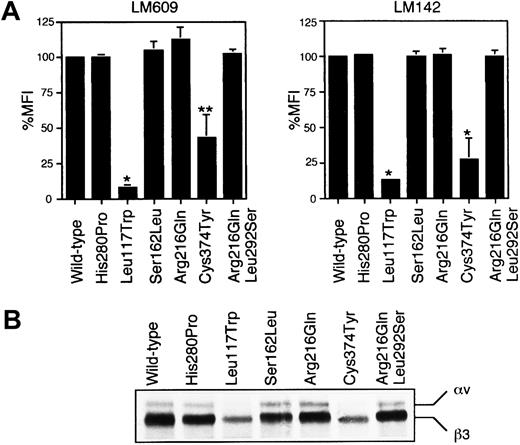 Fig. 5. Effects of β3 missense mutations on the expression of αvβ3. / (A) Flow cytometric analysis of αvβ3 on the transfected cell surface. Wild-type β3 cDNA or each mutant β3 was cotransfected into 293 cells with wild-type αv. The binding of LM609 or LM142 to the transfected cells was analyzed by flow cytometry 2 days after transfection. Results were mean ± SD from 3 separate experiments and expressed as percent MFI relative to that of wild-type αvβ3. Two-tailed P values for paired samples were obtained by the Student t test (*P < .01, **P < .05). (B) Immunoprecipitation analysis of biotin surface-labeled transfected cells. The transfected cells were surface-labeled with biotin 2 days after transfection. Immunoprecipitation was then performed using AP3. Precipitates were separated by 6% SDS-PAGE under reducing conditions. After transfer to a nitrocellulose membrane, precipitated proteins were detected by chemiluminescence.