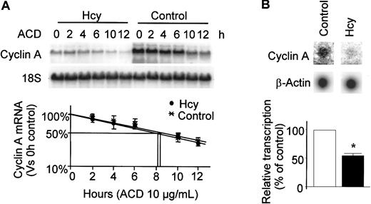 Fig. 4. Effects of Hcy on half-life of cyclin A mRNA and gene transcription. / (A) mRNA half-life; HUVECs were exposed to dl-Hcy for 24 hours followed by administration of actinomycin D (ACD; 10 μg/mL; t = 0) to stop transcription. Total cellular RNA was extracted at indicated times and used for Northern analysis. The corrected signal density was plotted as a percentage of 0 hour value against time in log scale. The values represent the means ± SD from 3 independent experiments (n = 3). (B) Nuclear run-on experiment; HUVECs were exposed to dl-Hcy for 30 hours. Equal amounts of32P-labeled, in vitro–transcribed RNA probes from each group were hybridized to 1 μg denatured cyclin A and β-actin cDNA that had been immobilized on the nitrocellulose filters. The values represent the means ± SD from 3 independent experiments (n = 3). *P < .01 versus control.