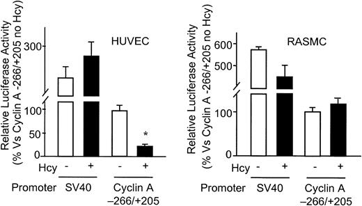 Fig. 5. Effect of Hcy on cyclin A promoter activity in vascular cells. / HUVECs and RASMCs were transfected with 2 μg PGL2 plasmids containing SV40 early promoter or cyclin A promoter (−266/+205) by lipofectin transfection. Starting 24 hours after transfection, cells were treated with or without 50 μM dl-Hcy, and harvested 24 hours later. The corrected luciferase activity for each time point was divided by that of control (cyclin A −266/+205 plasmid in cells not treated with Hcy) and is presented as relative luciferase activity. Values represent the mean ± SD from 2 separate experiments (n = 6). *P < .01 versus control.