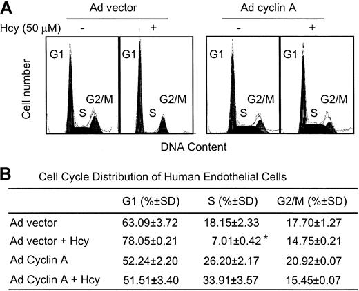 Fig. 7. Flow cytometric analysis of ECs after adenovirus cyclin A infection in the presence of Hcy. / (A) HUVECs were infected with adenovirus vector (Ad vector) or adenovirus expressing cyclin A (Ad cyclin A) at 100 MOI, and exposed to 50 μM dl-Hcy for 24 hours. The cells were harvested and subjected to FACS analysis of DNA content. (B) Cell-cycle distribution of HUVECs. Cell-cycle distribution was analyzed using a Multicycle software. The values represent the means ± SD from 5 independent experiments (n = 10). *P < .05 versus control.