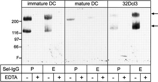 Fig. 4. Affinity isolation of PSGL-1 from 32Dcl3 cells and DCs with selectin-IgG fusion proteins. / Total cell lysates of immature and mature DCs from Balb/c mice and 32Dcl3 cells were subjected to immunoprecipitations with selectin-IgG fusion proteins bound to protein A Sepharose in the presence (+) or absence (−) of EDTA as indicated. Precipitated proteins were immunoblotted with the novel mAb 4RA10 against mouse PSGL-1 (Figure 6). Molecular weight markers (kd) are indicated on the left, and the front (F) of the gel is marked.