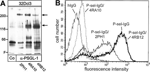 Fig. 6. Comparison of mAbs 2PH1, 4RA10, and 4RB12 against PSGL-1. / (A) The total cell lysate from surface biotinylated 32Dcl3 cells was subjected to immunoprecipitations with the mAb 2PH1, 4RA10, and 4RB12 against mouse PSGL-1 (α-PSGL-1) as indicated. The mAb 2PH1 described by Borges et al19 served as control. The first lane (Co) is the negative control with a mAb against CD44. Precipitated antigens were blotted and the filter was probed with horseradish peroxidase–conjugated streptavidin. The 230/130-kd double band of PSGL-1 is indicated by arrows. Molecular weight markers (kd) are indicated on the left, and the front (F) of the gel is marked. (B) Inhibition of P-selectin–IgG binding to the mouse T-cell clone 4G3, as analyzed by flow cytometry. Cells were incubated either with P-selectin–IgG (P-Sel-IgG) or as negative control with human IgG (hIgG) and binding was detected with a fluorescence-labeled secondary antibody. To test the inhibitory activity of the anti–PSGL-1 antibodies, cells were first incubated with the anti–PSGL-1 mAb 4RA10, 2PH1, or 4RB12 (as indicated) and subsequently incubated with P-selectin–IgG fusion proteins (P-Sel-IgG). Binding of P-selectin–IgG was detected with a fluorescence-labeled secondary antibody and staining was determined by FACS analysis. For positive controls, P-selectin–IgG was analyzed without preincubation with an anti–PSGL-1 mAb; for negative controls, cells were incubated with human IgG (hIgG) and the secondary reagent.