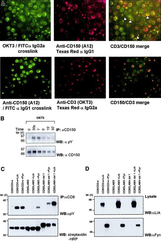 Fig. 1. CD150/TCR colocalization, CD3 triggering-mediated CD150 tyrosine phosphorylation, and identification of c Fyn/Lck phosphorylation sites in CD150. / (A) Cross-linking CD3 on normal human peripheral blood T cells with OKT3 results in colocalization of CD150 and CD3 on the T-cell plasma membrane. The top left panel shows FITC staining with capping of CD3 on PBMCs. Top middle panel is the same field as top left panel showing CD150 localization with Texas red following CD3 capping. Top right panel shows the top panels merged to reveal colocalization of CD150 and CD3 following CD3 cross-linking. White arrowheads highlight selected areas of colocalization. Lower right panel is FITC staining showing capping of CD150 on PBMCs following CD150 capping; bottom middle panel is same field as bottom left panel showing localization of CD3 following CD150 capping. Bottom right panel is the bottom panels merged to show colocalization of CD150 and CD3. (B) Cross-linking of CD3 in the human T-cell line Jurkat, stably transfected with CD150 results in rapid, reversible tyrosine phosphorylation of CD150; results are representative of 3 separate experiments. (C-D) Phosphorylation of chimeric CD8-truncated CD150 (CD8-SLAM4 del1, CD8-SLAM3) constructs by the Src kinases Fyn and Lck in COS-7 cells.