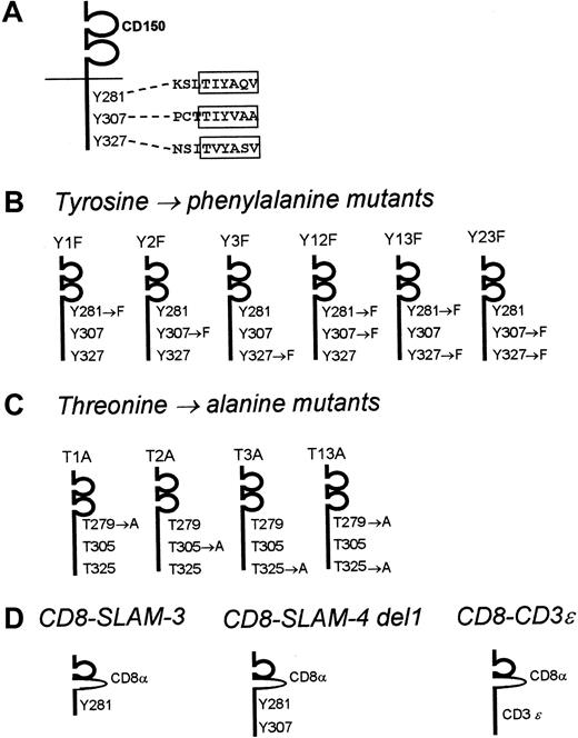 Fig. 2. CD150 mutation/deletion constructs used in this study. / (A) CD150. The 3 SAP consensus sequences surrounding Tyr281, Tyr307, and Tyr327 are indicated. (B) CD150 point mutants, containing tyrosine-phenylalanine substitutions in the SAP-binding motifs. (C) CD150 point mutants, containing threonine-alanine substitutions at position −2 to the central tyrosine in the SAP binding motif. (D) Chimeric CD8-CD150/CD3ε constructs encoding the ectodomain of CD8 and the cytoplasmic and membrane domains of CD150.