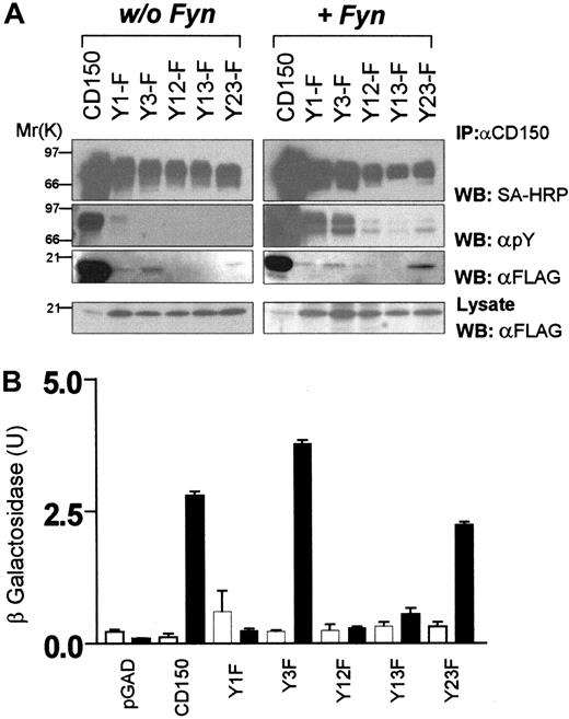 Fig. 3. Identification of phosphotyrosine-dependent and -independent SAP binding motifs in CD150. / (A) COS-7 cells transiently transfected with CD150, or CD150 constructs with SAP motif tyrosine mutations (Figure 2 lists nomenclature) plus SAP-FLAG with or without Fyn coexpression. CD150 immunoprecipitation followed by antiphosphotyrosine, streptavidin-HRP, and anti-FLAG Western blot. (B) Yeast 2-hybrid analysis of SAP binding to non–tyrosine-phosphorylated CD150 or CD150 with tyrosine-phenylalanine mutations. ▪, +SAP; ■, +pBridge. Quantitation of β-galactosidase activity was performed as described in “Materials and methods.”