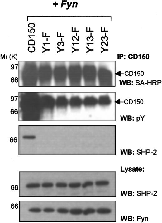 Fig. 4. The tyrosine phosphatase SHP-2 requires both Tyr281 and Tyr327 of CD150 to interact. / COS-7 cells transfected with the indicated CD150 constructs andfyn were surface biotinylated and immunoprecipitated with anti-CD150 followed by Western blotting with the indicated antibodies.