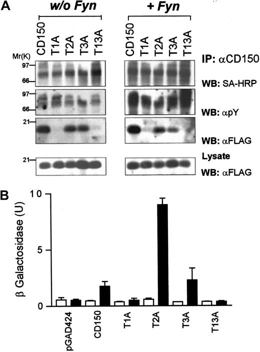 Fig. 5. SAP requires a threonine residue at position −2 in the consensus motif T(I/V)pYxx(V/I) to stabilize both phosphotyrosine- and non–phosphotyrosine-dependent binding to CD150. / (A) COS-7 cells transiently transfected with CD150 or CD150 with the indicated threonine-alanine substitutions plus SAP-FLAG with or without Fyn coexpression. CD150 was immunoprecipitated followed by Western blotting with the indicated antibodies. (B) Yeast 2-hybrid analysis of SAP binding to non–tyrosine-phosphorylated CD150 T-A constructs. ▪, +SAP; ■, +pBridge. Quantitation of β-galactosidase activity was performed as described in “Materials and methods.”