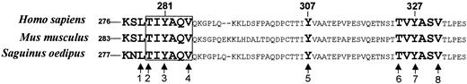 Fig. 6. Diagrammatic representation of critical amino acid residues in the cytoplasmic tail of CD150 and alignment with mouse and monkey CD150 sequences. / The primary SAP binding motif is boxed. (1) Leu278 partially stabilizes the nontyrosine phosphorylation-dependent SAP/CD150 interaction. (2) Thr279 is critical in the SAP motif for phospho- and non–phosphotyrosine-dependent binding. (3) Tyr281 is phosphorylated byfyn and lck and binds SAP and SHP-2. It is essential for SHP-2 binding. (4) Val284 interacts with the hydrophobic SH2 domain pocket of SAP.24 (5) Tyr307 is phosphorylated by fyn and lck but does not interact with SAP. (6) Thr325 stabilizes phosphotyrosine-dependent binding of SAP to the third motif in CD150. (7) Tyr327 is phosphorylated by fyn,and weakly binds SAP. (8) Val330 interacts with the hydrophobic SH2 domain pocket of SAP.24