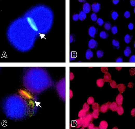 Fig. 8. CD150 displays lateral mobility and spontaneously segregates into intercellular contacts with SAP. / Jurkat-Tag cells were transiently transfected with CD150-EGFP. After 24 hours the cells were fixed in methanol and stained with anti–SAP-Cy3 or Hoescht or both to visualize the nuclei. (A) Jurkat-Tag transfected with CD150-EGFP, counterstained with Hoescht. Arrow points to cell-cell contact rich in CD150. (B) Jurkat-Tag untransfected. (C) SAP colocalizes at the cell interface with CD150. Jurkat-Tag transfected with CD150-EGFP, stained with anti–SAP-Cy3 and Hoescht. Arrow points to cell interface. (D) Jurkat-Tag untransfected, stained with anti–SAP-Cy3. In the absence of CD150, SAP is expressed homogeneously throughout the cytoplasm.