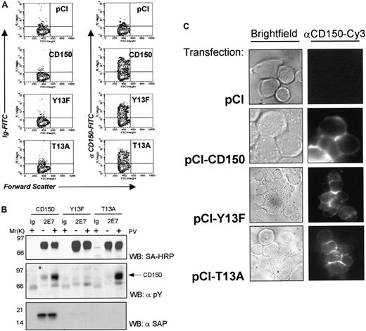 Fig. 9. Segregation of CD150 into cell-cell contacts is not dependent on SAP binding. / (A) Jurkat T cells stably transfected with SV40 large T antigen (Jurkat-TAg) were transiently transfected with CD150 or the 2 non–SAP-binding mutants Tyr13Phe or Thr13Ala. Expression levels were consistently 30% to 45%. (B) SAP binds to CD150, but not Tyr13Phe or Thr13Ala mutants in Jurkat TAg cells. (C) CD150 is concentrated on the plasma membrane at the cell-cell contact of adjacent Jurkat-TAg cells transfected with CD150 or Thr>Ala/Tyr>Phe mutants.
