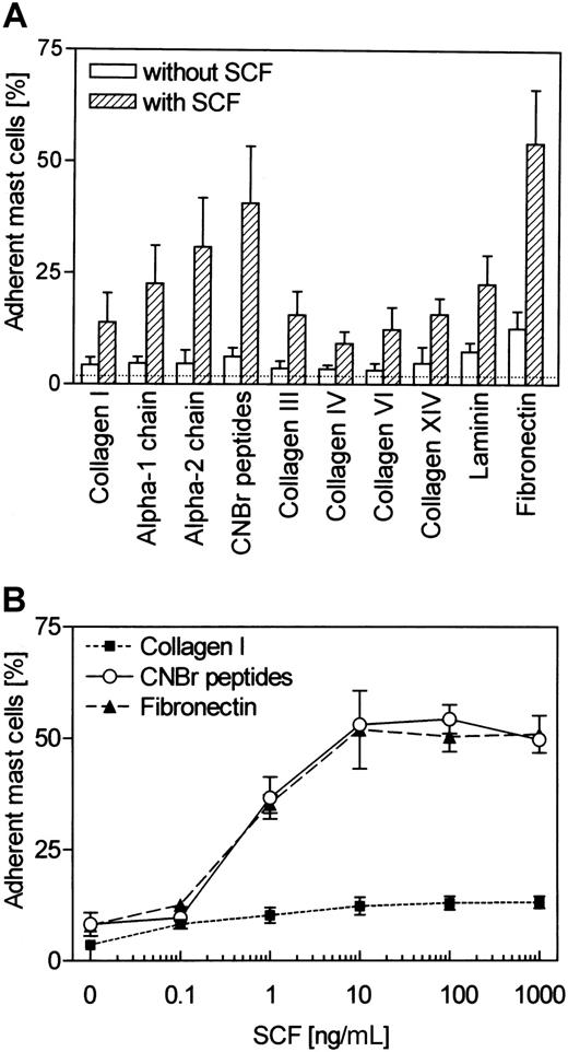 Fig. 1. Adhesion rates of purified human intestinal mast cells to ECM proteins. / (A) Mast cells precultured with SCF (purity, 98% or greater) were incubated for 90 minutes in wells coated with different ECM proteins indicated on the x-axis. Adhesion rates of mast cells, in the presence or absence of 100 ng/mL (54 nM) SCF, were determined by the measurement of histamine content of bound cells (expressed in percentage of total histamine of all cells). The dotted line indicates the background (binding of mast cells to BSA) (n = 5). (B) Dose dependency of the effect of SCF. Mast cells were challenged for 90 minutes with various concentrations of SCF indicated on the x-axis. Results represent the mean ± SD of 3 experiments.