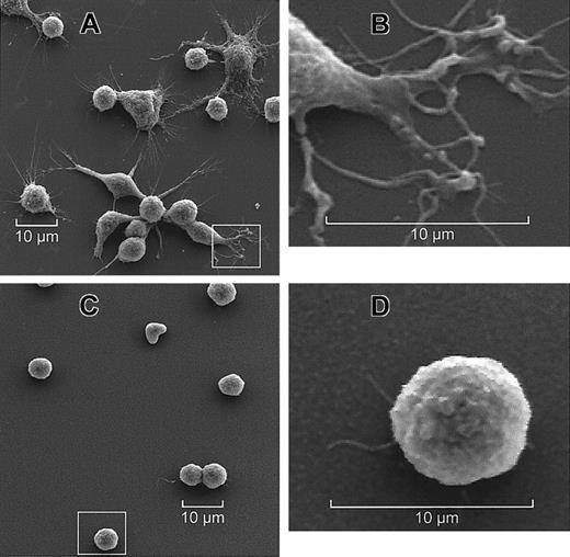 Fig. 4. Scanning electron microscopy of human intestinal mast cells adhered to coated coverslips. / Although mast cells adhering to fibronectin in the presence of SCF (A,B) show a pronounced spreading and formation of pseudopodia, few such protrusions are found for cells adhering to collagen I (C,D).
