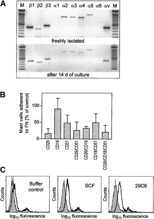 Fig. 5. Involvement of integrins in human intestinal mast cell adhesion. / (A) Integrin mRNA expression. RT-PCR was performed with RNA derived from mast cells directly after their isolation (purity, 95%) or with RNA from mast cells after culture in the presence of SCF (purity, 99% or greater). DNA amplifications with specific primer pairs were separated on a 1% agarose gel. M indicates 100-bp DNA ladder. (B) Blocking of integrin subunits. Cells were preincubated for 10 minutes at 37°C with an isotype control or blocking mAbs directed against the integrin subunits β1(CD29), β2 (CD18), and αVβ3 (CD51). Adhesion of mast cells to fibronectin (FN) is expressed as percentage of control, whereas adhesion of mast cells preincubated with isotype control was set at 100% (means ± SD, n = 3). (C) Effect of SCF and mAb 29C6 on HUTS-21 β1 epitope expression. Cells were incubated with SCF or 29C6, each at 100 ng/mL (54 nM or 6.5 nM), for 60 minutes or with buffer control before analysis of the expression of the HUTS-21 epitope presented on an activation-dependent confirmation of β1. Isotype control staining is shown in gray. Full lines show antibody staining (right peak). Results of 1 of 3 representative experiments are shown. Mast cell purity was 98% or greater.