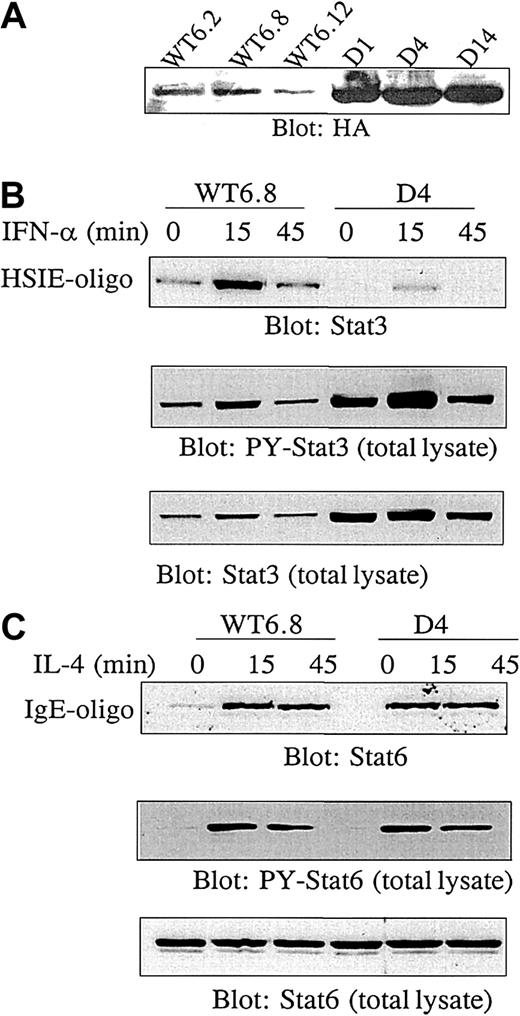 Fig. 3. Transfection of MF2000 with dominant-negative Stat3. / Transfection of MF2000 with dominant-negative Stat3 specifically inhibits Stat3 activity. MF tumor cells were stably transfected with HA-tagged Stat3 wild type (Stat3WT) or a dominant-negative Stat3 mutant (Stat3D). (A) Expression of exogenous Stat3. Transfectants were lysed and analyzed for HA expression by Western blotting. (B) Dominant-negative Stat3 inhibits DNA binding of Stat3. MF cells transfected with Stat3WT or Stat3D were stimulated with IFN-α for the indicated periods of time followed by lysis of the cells. Stat3 capable of binding to DNA was affinity purified by means of biotinylated hSIE oligos and identified by Western blotting with Stat3 antibody (top panel). Aliquots of the lysates were analyzed for tyrosine phosphorylation of Stat3 (middle panel) followed by reblotting of total Stat3 (lower panel). (C) Dominant-negative Stat3 does not affect Stat6 activation. MF cells transfected with Stat3WT or Stat3D were stimulated with IL-4, followed by lysis of the cells. Stat6 capable of binding to DNA was affinity purified by means of biotinylated IgE promotor oligos and identified by Western blotting with Stat6 antibody (top panel). Aliquots of the lysates were analyzed for tyrosine phosphorylation of Stat6 (middle panel) followed by reblotting of total Stat6 (lower panel). The experiments shown in panels B and C were repeated with WT6.2, WT6.12, D1, and D14 with similar results.