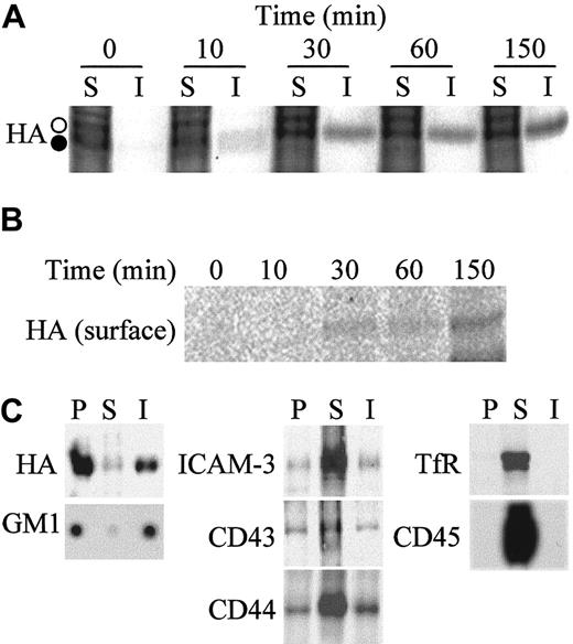 Fig. 2. HA becomes incorporated into lipid rafts during biosynthetic transport to the plasma membrane in T cells. / (A) After 3 hours of infection with influenza virus, Jurkat cells metabolically labeled with a 5-minute pulse of (35S)methionine/cysteine were incubated for the indicated times in normal medium lacking radioactive precursors. Equivalent aliquots from the soluble (S) and the insoluble lipid raft (I) fractions were subjected to SDS-PAGE, and HA was detected by autoradiography. The position of the core-glycosylated and endoglycosidase H-resistant forms of HA are indicated by solid and empty circles, respectively. (B) Infected cells were metabolically labeled as in panel A. At the end of each chase period, surface proteins were biotinylated, and the lipid raft fraction was immunoprecipitated with streptavidin-agarose. The arrival of radiolabeled HA at the cell surface was monitored by autoradiography of the immunoprecipitates. HA was easily identified due to the profound shut-off of host protein synthesis induced by influenza virus infection. (C) T lymphoblasts were infected for 4 hours, and then surface proteins were biotinylated. After centrifugation to equilibrium, the soluble (S) and floating raft (I) fractions, and the cytoskeleton-associated rafts (P) were subjected to immunoprecipitation with antibodies specific to the indicated proteins and immunoblotted with streptavidin-peroxidase or analyzed with cholera toxin B subunit coupled to peroxidase to detect GM1.