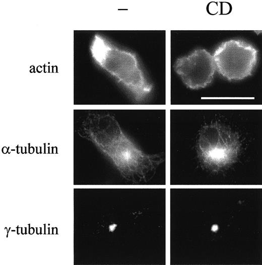 Fig. 4. Cholesterol sequestration induces the rearrangement of the cytoskeleton but not its disassembly in polarized T lymphoblasts. / Control or T lymphoblasts treated for 30 minutes with 8 mM CD were subjected to immunofluorescence analysis with fluorescent phalloidin to detect F-actin, or with antibodies to α- or γ-tubulin to stain the microtubule network or the microtubule-organizing center, respectively. Bar is 12 μm.