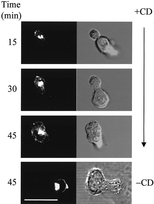 Fig. 5. Dynamics of ICAM-3 redistribution in CD-treated T lymphoblasts. / T cells infected with recombinant vaccinia virus expressing ICAM-3/GFP for 2 hours at 37°C were treated or not with CD and analyzed by live 3-dimensional fluorescence microscopy at the indicated times after the addition of CD. Bar is 12 μm.
