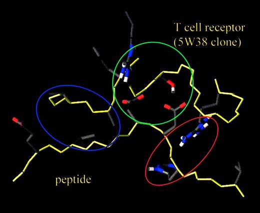 Fig. 2. Close-up of the peptide-binding site of TCR clone 5W38. / The green zone encompasses the peptide's aspartate residues 4 and 5 interacting with the N and J fragments of the clone. Arginine in the NDN region of the Vβ chain and the first serine residue of the Jα seem of particular relevance. The blue zone highlights a more lipophilic zone consisting of leucine 7 of the peptide and the valine-alanine-leucine tripeptide in the NDN fragment of the Vβ chain. The red area shows the potential interaction between histidine 3 of the peptide and an arginine in the CDR3 Vα fragment GARGWEN. Peptide and protein backbone are in yellow, and the amino acid side chains are in half-bond color, respectively.