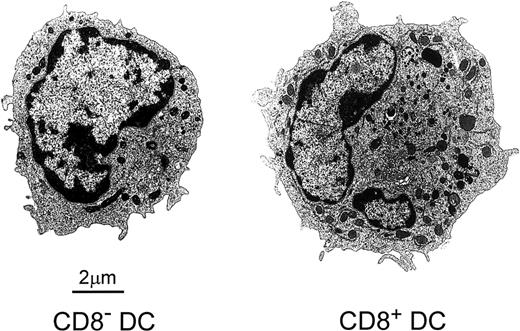Fig. 2. Electron micrographs of FACS-sorted CD8α−and CD8α+ DCs showing their differential ultrastructural characteristics. / See the text for details.