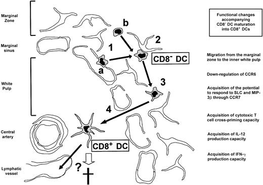 Fig. 5. Model of DC differentiation in the mouse spleen. / (1) Access of CD8α− DCs to the marginal zone either from the blood via the marginal sinus (a) or by intrasplenic differentiation from an unknown precursor (b). (2) Transient retention of CD8α− DCs in the marginal zone reticular meshwork. (3) Reversal of CD8α− DC retention in the marginal zone. (4) Migration of CD8α− DCs to the inner white pulp accompanied by the acquisition of the phenotypic and functional features of CD8α+ DCs. Finally, CD8α+ DCs die in situ or leave the spleen via lymph vessels (see “Discussion” for a detailed explanation). Principal changes accompanying the proposed maturation of CD8α− DCs into CD8α+ DCs are indicated. IFN-γ indicates interferon γ.