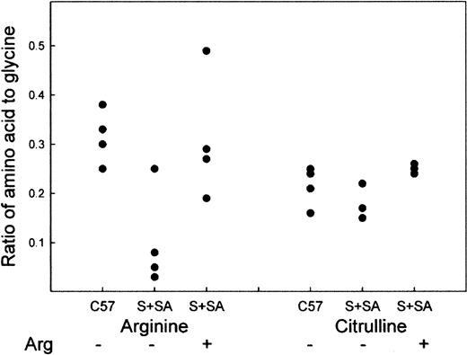 Fig. 1. Plasma arginine and citrulline levels in C57BL and S+S-Antilles mice. / Amino acid analysis of plasma arginine and citrulline levels expressed as the ratio of the amino acid to the glycine level in the same animal. S+S-Antilles mice were either fed regular Purina mouse chow (−) or were supplemented with mouse chow containing 5% arginine (+) in their diet for a 10-week period.