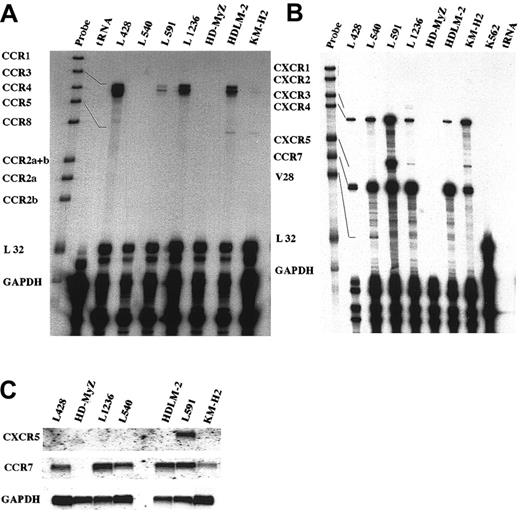 Fig. 1. Differential chemokine receptor RNA expression in HD-derived cell lines. / (A,B) RNase protection assay was performed using the hCR5 template set (A) containing DNA templates for CCR1, CCR2, CCR2a, CCR2b, CCR3, CCR4, CCR5, CCR8, GAPDH, and L32; and the hCR6 template (B) containing DNA templates for CXCR1, CXCR2, CXCR3, CXCR4, BLR1 (CXCR5), BLR2 (CCR7), V28, GAPDH, and L32. Seven HD cell lines were studied, along with an erythroid leukemia cell line as a negative control (Figure 2B). (C) Expression of the chemokine receptors CXCR5 and CCR7 in HD-derived cell lines. Northern blot analysis was performed using total RNA (20 μg) isolated from the HD cell lines L428, HD-MyZ, L1236, L540, HDLM-2, L591, and KM-H2. The blot was hybridized with CXCR5- and CCR7-specific cDNA probes and with GAPDH cDNA as a housekeeping probe.