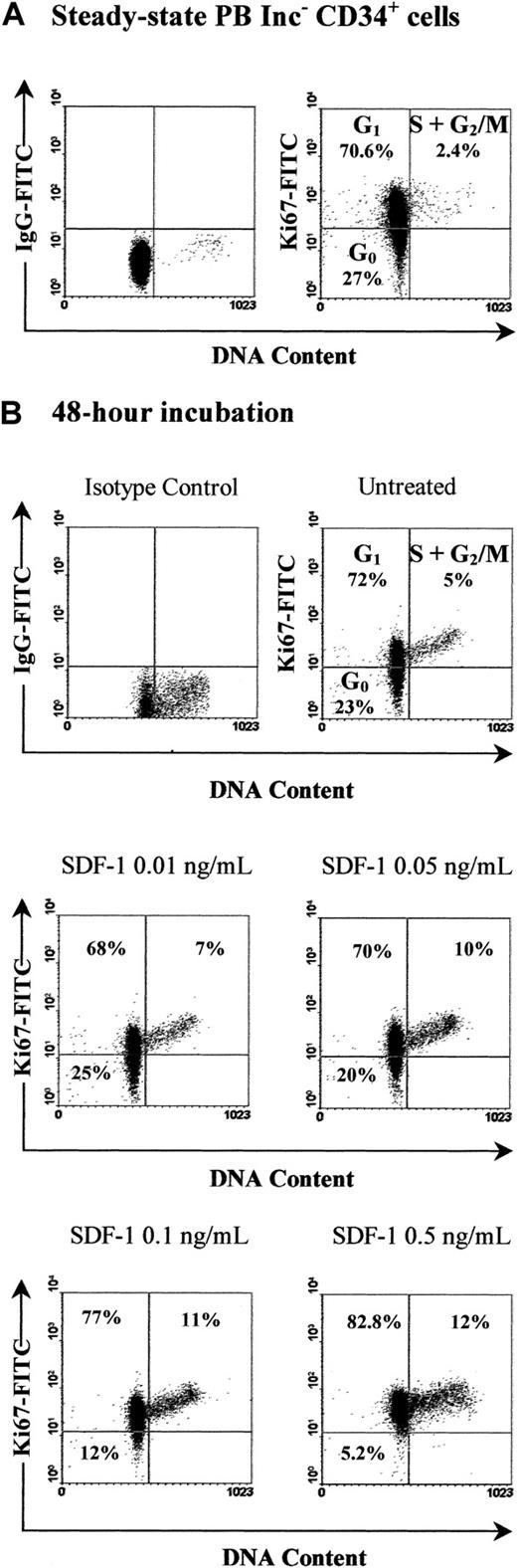 Fig. 10. SDF-1 triggers G0 PB Inc−CD34+ cells into cycle. / PB CD34+ cells purified immediately after density gradient separation (Inc−) were incubated (1 × 105cells/mL) in a serum- and cytokine-free Stemα-A medium in the presence or absence of SDF-1 (0.01 ng/mL to 0.5 ng/mL). Freshly isolated cells (A) and cells harvested after a 48-hour incubation (B) were processed for cell cycle fractionation by using simultaneous staining for DNA content (PI) and for Ki67 expression as indicated in “Materials and methods.” This assay allowed discrimination of G0 from G1 and S+G2/M cells as shown in each histogram. Arbitrary quadrants were drawn on the basis of isotype-matched negative control profiles (first dot plot of each panel). The results shown are for one experiment representative of the 3 to 4 performed.