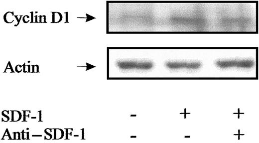 Fig. 13. Western blot analysis of cyclin D1 in PB Inc− CD34+ cells. / PB CD34+ cells immediately purified after density gradient separation (Inc−) were incubated (1 × 105cells/mL) in a serum- and cytokine-free Stemα-A medium in the presence or absence of SDF-1 (0.5 ng/mL). After a 48-hour incubation, cells were harvested and processed for Western blot analysis of cyclin D1 as indicated in “Materials and methods.” Biologic specificity of SDF-1 was demonstrated by using an anti–SDF-1 antibody (5 ng/mL). Results from a typical donor are presented.