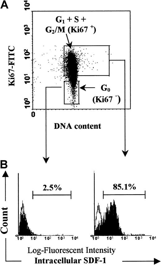 Fig. 14. PB Inc−CD34+ cells that express SDF-1 are in cycle. / Freshly isolated PB CD34+ cells were purified immediately after density gradient separation (Inc−). Cell cycle status of SDF-1–expressing cells was determined by using a dual staining for Ki67 expression and SDF-1 intracellular expression as indicated in “Materials and methods.” (A) The Ki67 expression allowed discrimination of G0 (Ki67−) from G1+S+G2/M (Ki67+) cells. Arbitrary quadrants were drawn on the basis of isotype-matched negative control. (B) The logarithm fluorescence of intracellular SDF-1 is expressed in channel numbers. Histograms show results from staining with SDF-1 mAb (solid histogram) and results from staining with irrelevant isotype-matched control antibody (open histogram). The histograms shown are for one experiment representative of the 3 performed.