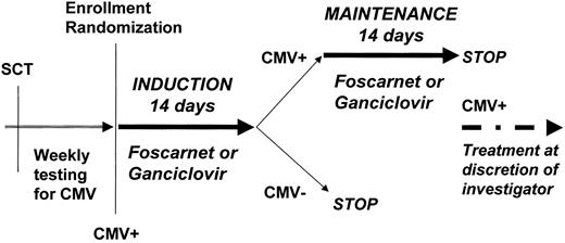Fig. 1. Study design and treatment plan. / Upon detection of CMV infection by antigenemia or PCR assay in peripheral blood (CMV+), patients were randomized to either foscarnet or ganciclovir induction treatment. If at the end of the induction regimen CMV was still detectable (CMV+), treatment was continued using a maintenance regimen; if CMV was undetectable following induction (CMV−), treatment was stopped. Patients who remained persistently CMV-positive (CMV+) after the end of maintenance treatment or who subsequently relapsed with CMV infection were treated at the discretion of the investigators.