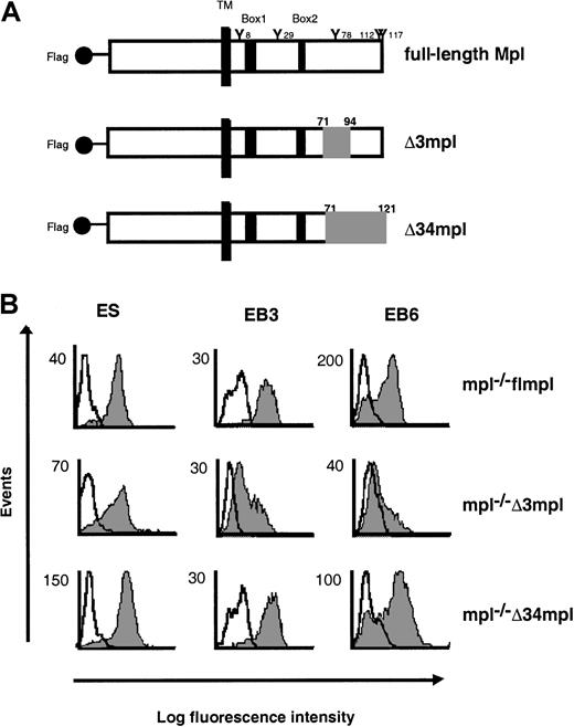 Fig. 1. Deletions from the cytoplasmic domain of Mpl. / (A) Schematic representation of the full-length c-mpl(flmpl) and 2 deletion mutants (Δ3mpl, Δ34mpl). The intracellular domain of flmpl contains 121 amino acids, including conserved box1 and box2 motifs (black area) and 5 tyrosine residues. Deleted regions are shown in gray. TM, transmembrane domain. The flmpl and the mutants have the Flag epitope tag sequence at the N-terminus. (B) Flow cytometry analysis of the expression of Flag-Mpl or Flag-mutants in undifferentiated ES cells and during their differentiation. Cells were stained with the M1 anti-Flag antibody (gray peak) or isotype control antibody (open peak). Second-step antibody was FITC-conjugated goat F(ab′)2 antimouse immunoglobulins.