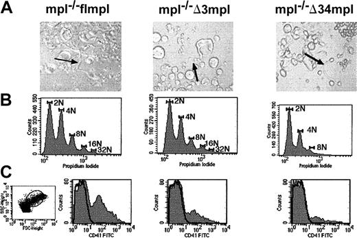 Fig. 4. ES cell–derived megakaryocyte maturation. / Blast cell colony cells derived from mpl−/− flmpl, mpl−/− Δ3mpl, mpl−/− Δ34mpl ES cells were plated in serum-free liquid medium in the presence of PEG-rhuMGDF and were cultured for 5 days. (A) Megakaryocyte displaying proplatelets (arrows) (magnification × 200). (B) Ploidy analysis of megakaryocytes. After labeling with anti-CD41 antibody to identify megakaryocytes, cells were labeled with propidium iodide to evaluate DNA content. DNA content was scored on CD41+ cells. Images were made with Adobe Photoshop 5.0. (C) Flow cytometry quantification of platelets, defined as CD41+ elements with the same scatter properties as murine blood platelets (dot plot). SSC indicates side scatter; FSC, forward scatter.