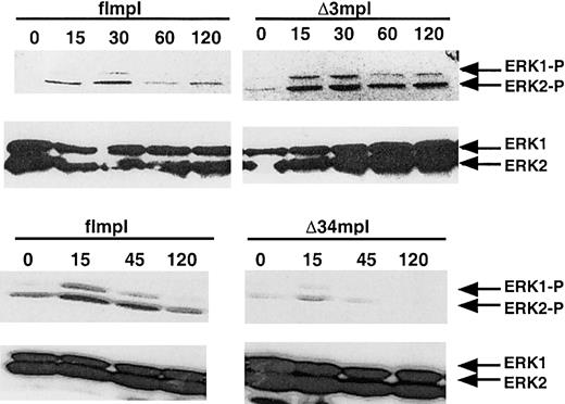 Fig. 6. PEG-rhuMGDF–induced ERK activation in mpl−/− ES cells transfected with the full-length. / c-mpl or the mutants Δ34 and Δ3. EBs6 cells were sorted for double Flag and CD41 expression. Whole-cell extracts were then analyzed by SDS-PAGE and Western blot analysis with phospho-specific anti-ERK1/2 or anti-ERK1/2 antibody. Images were made with Adobe Photoshop 5.0. (MGDF: PEGrhu MGDF).