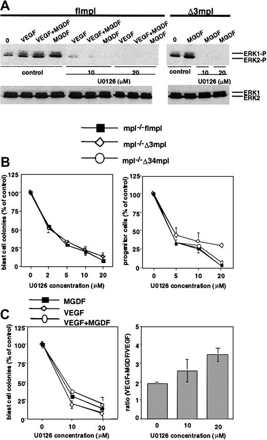 Fig. 7. Effect of the MEK inhibitor U0126 on the growth of BL-CFC and progenitors. / (A) EBs3 cells derived from mpl−/− flmpl or mpl−/− Δ3mpl ES cells were pretreated with 10 or 20 μM U0126 or 20 μM DMSO for 1 hour and then stimulated with VEGF, PEG-rhuMGDF, or VEGF+PEG-rhuMGDF for 15 minutes. Whole-cell extracts were then subjected to SDS-PAGE and Western blot analysis with phospho-specific anti-ERK1/2 or anti-ERK1/2 antibody. Images were made with Adobe Photoshop 5.0. (B) EBs3 or EBs6 cells were pretreated with various concentrations of U0126 or DMSO for 1 hour and then replated for blast cell colony assay (left panel) or progenitor assay (right panel) with PEG-rhuMGDF alone. (C) EBs3 derived from mpl−/− flmpl ES cells were treated as described above and replated for blast cell colony assay with PEG-rhuMGDF, VEGF, or VEGF+PEG-rhuMGDF (left panel). Ratios of the numbers of blast cell colonies stimulated with VEGF+ PEG-rhuMGDF to those stimulated with VEGF were calculated (right panel). (MGDF: PEGrhu MGDF).