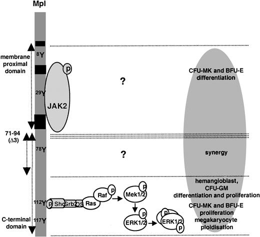 Fig. 8. Scheme of function. / Various regions of the intracytoplasmic domain of Mpl in the model of ES cell–derived hematopoietic differentiation.