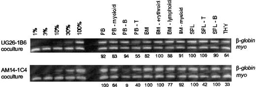 Fig. 2. Representative long-term engraftment analysis of 2 radiation chimeric mice. / This analysis demonstrates high-level multilineage contribution in hematopoietic tissues. CD31+c-kit+Ly6C− BM-enriched HSCs were cocultured on the UG26-1B6 or the AM14-1C4 stromal clone for 4 weeks and transplanted into irradiated adult recipient mice. At 1 year after transplantation, hematopoietic tissues were obtained and several lineages were sorted. DNA from each population was tested by PCR for the presence of the donor-cell transgenic marker (humanβ-globin). The myogenin (myo) gene served as a control for DNA quantity. Percentage donor contribution to each population is indicated beneath each lane. Contribution controls of 1%, 3%, 10%, 30%, and 100% were made by mixing humanβ-globin transgenic DNA with nontransgenic DNA. Quantitation was performed by densitometry using the myosignal for DNA normalization. PB indicates peripheral blood; B, B lymphocyte; T, T lymphocyte; BM, bone marrow; SPL, spleen; and THY, thymus.