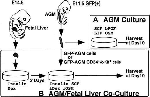 Fig. 1. Primary culture systems used in this study. / (A) AGM culture. AGM culture was developed to analyze hematopoiesis of the AGM region in vitro. Tissue of the AGM region isolated from E11.5 embryos was dissociated into a single-cell suspension and cultured in the presence of SCF, bFGF, LIF, and OSM for 10 days. Then, floating hematopoietic cells spontaneously generated in the culture were harvested and analyzed for expression of cell-surface markers and progenitor activities. (B) AGM/FL coculture. The AGM/FL coculture system was designed to analyze the interaction between AGM HSCs and the FL hematopoietic microenvironment. Nonhematopoietic FL cells from E14.5 embryos were first cultured for 2 days to create a hematopoietic microenvironment, and then AGM-derived cells (either whole or CD34+/c-Kit+ cells) were overlaid. Ten days later, floating hematopoietic cells generated from input cells over the stromal layer were harvested and analyzed as in (A). To distinguish donor cells from recipients, GFP+ embryos were used as input cells in both systems.