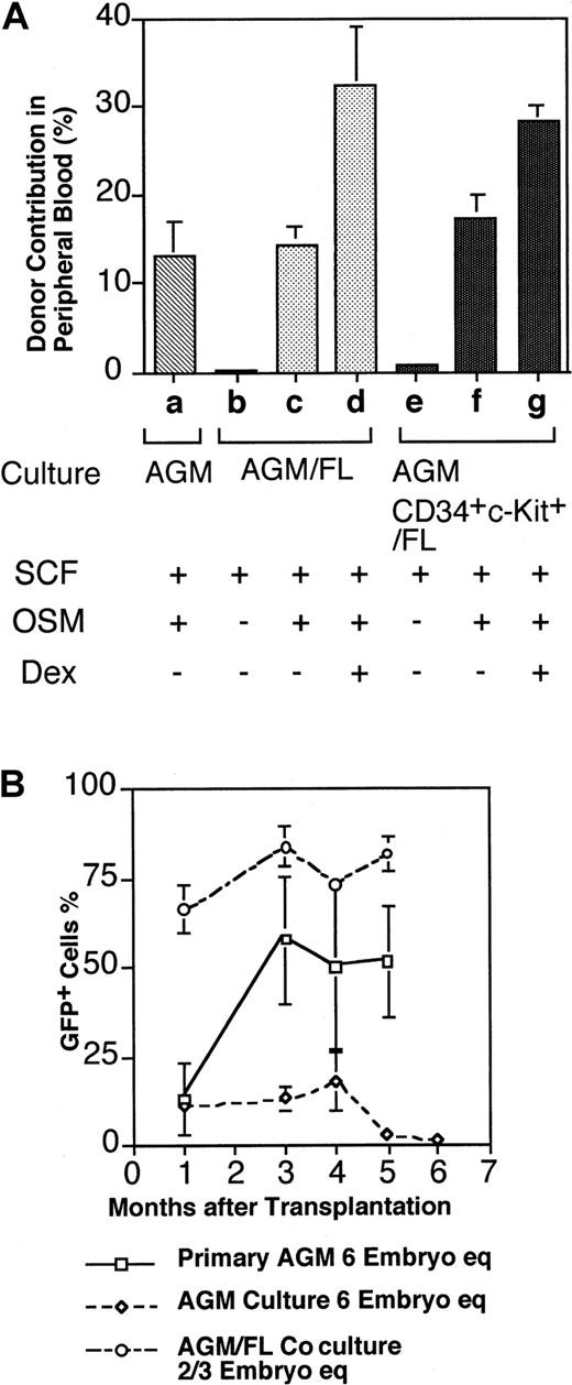 Fig. 5. In vivo repopulating activity of cells generated in vitro. / (A) To analyze HSC activity in vivo, hematopoietic cells generated in vitro under various culture conditions were transplanted into lethally irradiated adult mice. Donor contribution in peripheral blood of recipient mice was analyzed by FACS at 2 months after transplantation. Donor cells used are as follows: (lane a) cells derived from AGM culture originating from 6 embryo equivalents (see Figure 1); (lanes b-d) cells from AGM/FL coculture originating from one-third embryo equivalent of whole AGM cells (approximately 1 × 105 cells); and (lanes e-g) CD34+/c-Kit+ cells (2 × 103) derived from AGM (one-third embryo equivalent). Data shown are the mean ± SD of 3 to 5 experiments. (B) LTR activity of cells either freshly isolated from the E11.5 AGM region or generated in vitro. Mice were killed at various times, and peripheral blood cells were analyzed for donor contribution by FACS. Data are the mean ± SD values of 3 to 5 experiments.