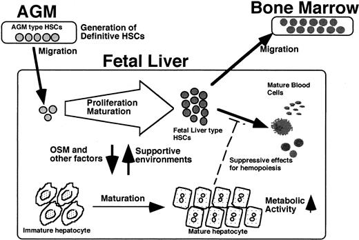 Fig. 7. A possible model for coordinated development of HSCs and liver. / LTR HSCs with CD34+/c-Kit+ generated in AGM immediately migrate to the FL. Factors including OSM that are secreted from hematopoietic cells induce maturation of hepatic cells as a metabolic organ. The hepatic cells, in turn, stimulate expansion and maturation of AGM HSCs to FL HSCs with reduced proliferation potential. The fetal hepatic cells provide a hematopoietic microenvironment suitable for expansion of AGM HSCs but not of FL HSCs. Accordingly, HSCs migrate from the liver to bone marrow, the final destination of HSCs.