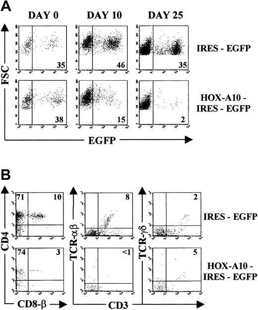 Fig. 1. HOX-A10 –transduced CB progenitors have a strongly reduced T-cell differentiation potential in FTOC. / (A) Kinetic analysis of the percentage of EGFP-expressing cells in FTOC initiated with IRES-EGFP–transduced and HOX-A10-IRES-EGFP–transduced CD34+ Lin− CB cells. Dot plots gated on human thymocytes show forward scatter (FSC) compared with EGFP for IRES-EGFP– (top) and HOX-A10-IRES-EGFP–transduced CD34+Lin− CB cells (bottom) at the indicated time points of FTOC. Figures in the corresponding dot plots indicate the percentage of EGFP+ cells. (B) Bivariate dot plots (gated on human EGFP+ cells on day 25 of FTOC) of flow cytometric results with IRES-EGFP– (top) and HOX-A10-IRES-EGFP–transduced cells (bottom) showing CD4-APC compared with CD8β-PE expression and TCRαβ-PE or TCRγδ-PE compared with CD3-APC. Quadrants were set to include at least 99% of cells stained with isotype controls in the lower left quadrants. Values indicate the percentage of cells in the corresponding quadrants.