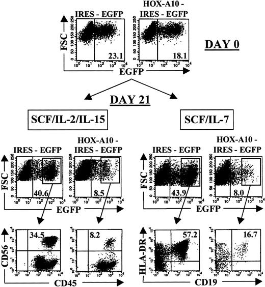 Fig. 2. Reduced NK-cell and B-cell differentiation potential of. / HOX-A10–transduced CB stem cells.EGFP-expression profile of IRES-EGFP– and HOX-A10-IRES-EGFP–transduced CD34+ Lin− CB cells at initiation (day 0) and harvesting (day 21) of MS-5 stromal cell cultures in the presence of either SCF, IL-2, and IL-15 or SCF and IL-7. Upper dot plots show FSC compared with EGFP. Values in the corresponding dot plots indicate the percentage of EGFP+cells. Lower dot plots show 4-color flow cytometric analysis of the MS-5 stromal cell cultures on day 21, gated on EGFP+ cells. Dot plots show CD56-APC compared with CD45-PE and HLA-DR-APC compared with CD19-PE. Quadrants were set to include at least 99% of cells stained with isotype controls in the lower left quadrants. Values in the corresponding dot plots indicate the percentage of cells in the upper right quadrant.