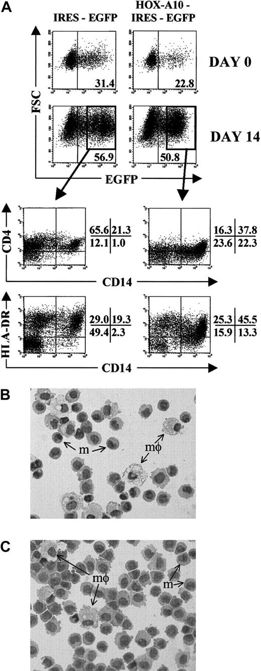 Fig. 3. Overexpression of. / HOX-A10 enhances differentiation of human monocytes. (A) EGFP-expression profile of IRES-EGFP– and HOX-A10-IRES-EGFP–transduced CD34+ Lin− CB cells at initiation (day 0) and harvesting (day 14) of MS-5 stromal cell cultures in the presence of SCF, FL, TPO, and GM-CSF. Upper dot plots show FSC compared with EGFP. Values in the corresponding dot plots indicate the percentage of EGFP+ cells. Lower dot plots show 4-color flow cytometric analysis of the MS-5 stromal cell cultures on day 14, gated on EGFP+ cells. Dot plots show CD4-APC compared with CD14-PE and HLA-DR-APC compared with CD14-PE. Quadrants were set to include at least 99% of cells stained with isotype controls in the lower left quadrants. Values indicate the percentage of cells in the corresponding quadrants. Panels B and C show Wright-Giemsa staining of EGFP+ CD14+ cells sorted from IRES-EGFP–transduced cell cultures (B) or HOX-A10-IRES-EGFP–transduced cell cultures (C). Arrows indicates monocytes (m) or macrophages (mφ). Original magnification B-C, × 200.