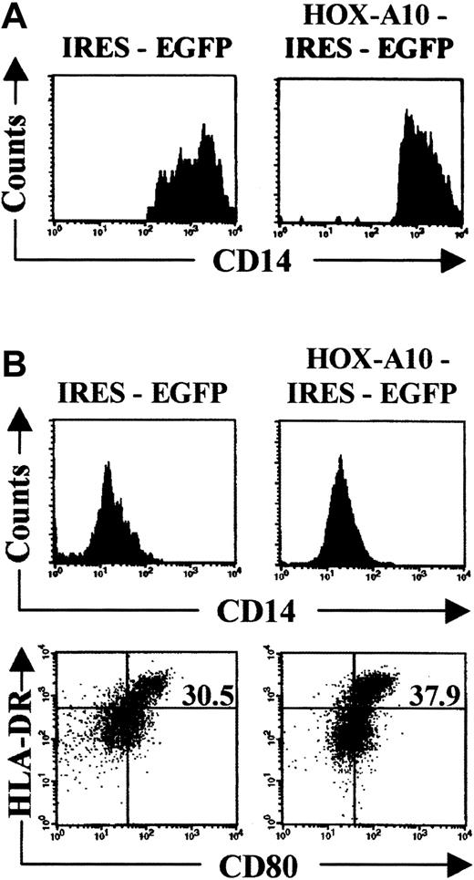 Fig. 4. HOX-A10 –transduced monocytes can generate dendritic cells. / (A) Histograms show CD14 staining of sorted EGFP+CD14+ monocytes generated from IRES-EGFP– and HOX-A10-IRES-EGFP–transduced CD34+ Lin− CB cells after 9 days of culture in MS-5 stromal cells in the presence of SCF, FL, TPO, and GM-CSF. (B) Flow cytometric analysis of cells generated from sorted IRES-EGFP– and HOX-A10-IRES-EGFP–transduced CD14+ cells shown in panel A after 4 days of culture in the presence of GM-CSF, TNF-α, and IL-4. Histograms show CD14 staining, and bivariate dot plots show CD80-PE compared with HLA-DR-APC. Values indicate the percentage of cells in the corresponding quadrant.