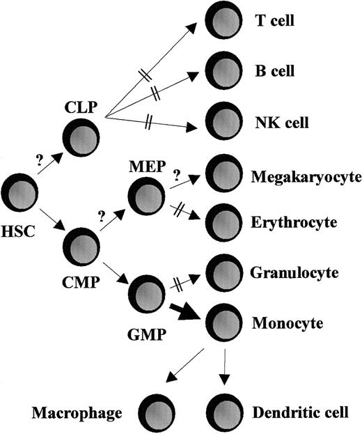 Fig. 6. Schematic overview of the effects on hematopoietic differentiation of enforced expression of. / HOX-A10 in CB precursor cells. HSC indicates hematopoietic stem cells; CLP, common lymphoid progenitor; CMP, common myeloid progenitor; MEP, megakaryocyte-erythrocyte progenitor; and GMP, granulocyte-monocyte progenitor.