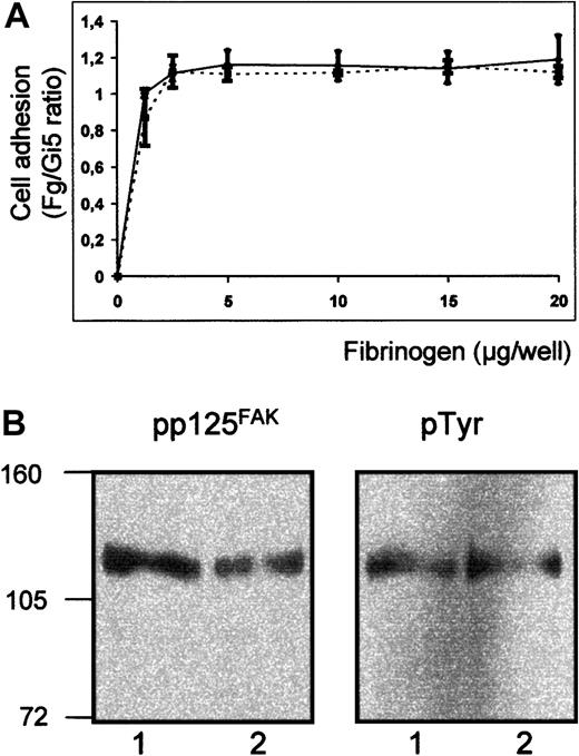 Fig. 9. Adhesion ability of transfectants to immobilized fibrinogen. / (A) Binding of transfected CHO cells to immobilized fibrinogen. Transfected cells expressing Pro33 (solid line) and Pro33ΔLys611 (broken line) of GPIIIa were labeled with calcein-am. Labeled cells were allowed to adhere to microtiter wells coated with fibrinogen, BSA, or mAb Gi5 specific for GPIIb-IIIa complex. After washing, adherent cells were measured in fluorescence microtiter plate reader. Nonspecific cell adhesion on BSA was subtracted. Cell adhesion was normalized to cell binding on Gi5 (Fg/Gi5 ratio). (B) Tyrosine phosphorylation of pp125FAK following cell adhesion to immobilized fibrinogen. Stable transfectants expressing GPIIb-IIIa Pro33 (lanes 1) and GPIIb-IIIa Pro33Δ Lys611 (lanes 2) were allowed to bind fibrinogen-coated wells. Adherent cells were lysed and precipitated with rabbit polyclonal anti-pp125FAK. Immunoprecipitates were separated on 7.5% SDS-PAGE, blotted, and probed subsequently with mAbs against phosphotyrosine (pTyr) and pp125FAK and visualized using peroxidase-labeled secondary antibody and chemiluminescence substrate.