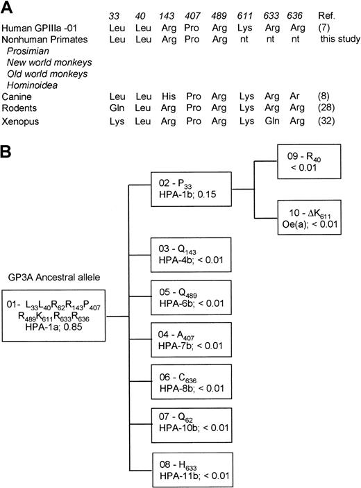 Fig. 10. Evolution model for generation of GPIIIa allelic variants. / (A) Comparison of selected regions of human GPIIIa with homologous regions on nonhuman primates and other species. The high-frequency allele of human GPIIIa (GP3A*01) as well as nonhuman primates carry the same amino acids at residues 33, 40 143, 407, and 489. (B) Evolutionary model of human platelet alloantigens on GPIIIa. The frequencies of HPAs in the white population are shown.